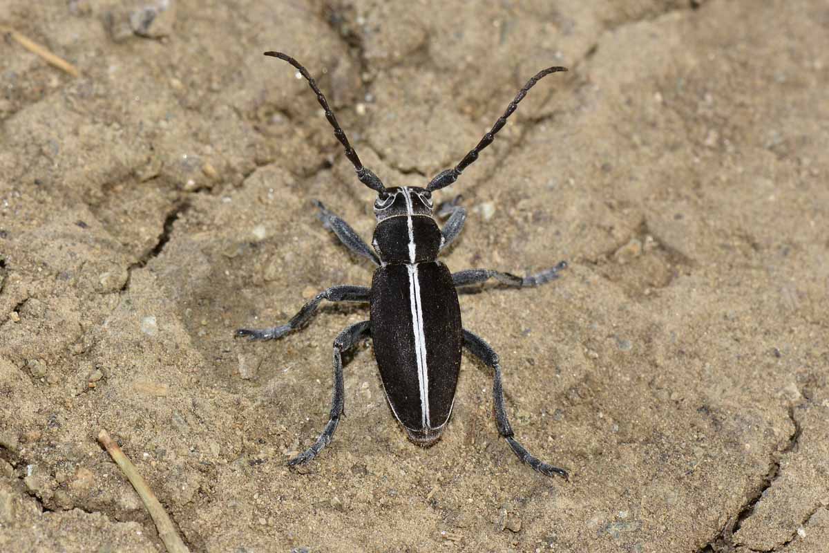 maschio e femmina di Dorcadion arenarium - Cerambycidae